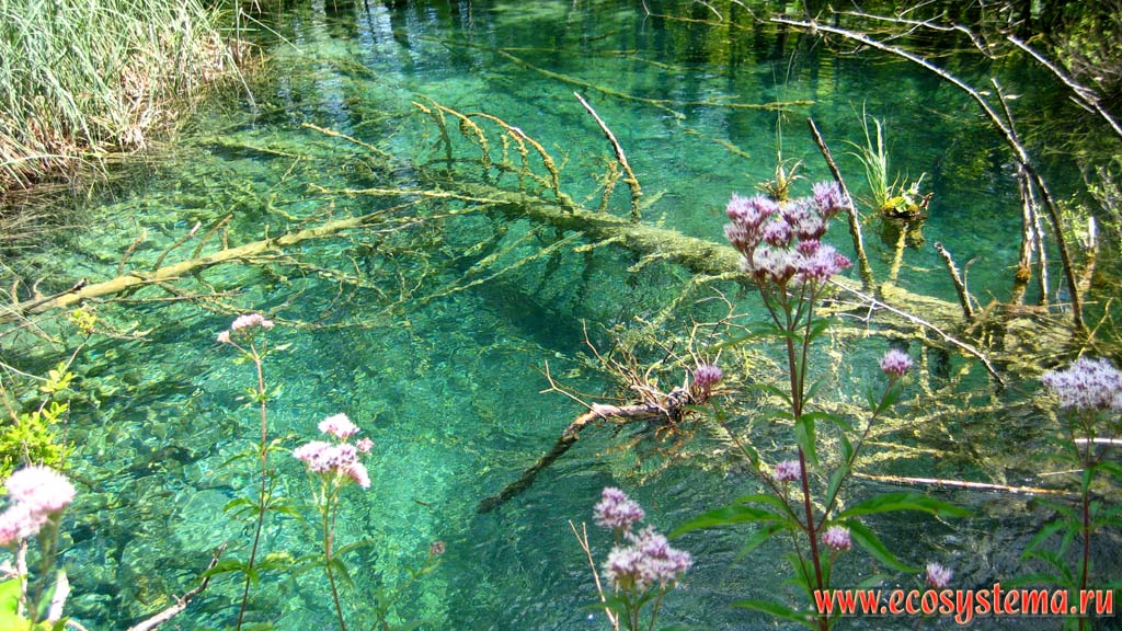 Бирюзовые воды одного из 16 каскадных карстовых озер в окружении широколиственных (буковых) лесов. Национальный парк Плитвицкие озера,
Балканский полуостров, Северная Далмация, Хорватия