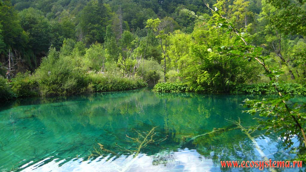 Бирюзовые воды одного из 16 каскадных карстовых озер в окружении широколиственных (буковых) лесов. Национальный парк Плитвицкие озера,
Балканский полуостров, Северная Далмация, Хорватия