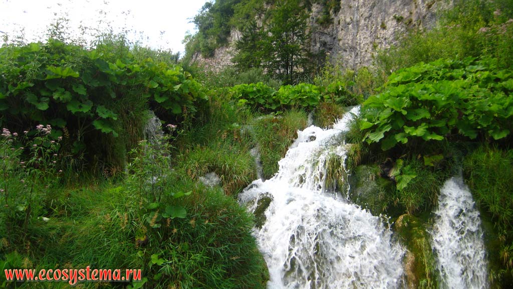 Каскадные водопады, впадающие в одно из карстовых озер в окружении широколиственных (буковых) лесов. Национальный парк
Плитвицкие озера, Балканский полуостров, Северная Далмация, Хорватия