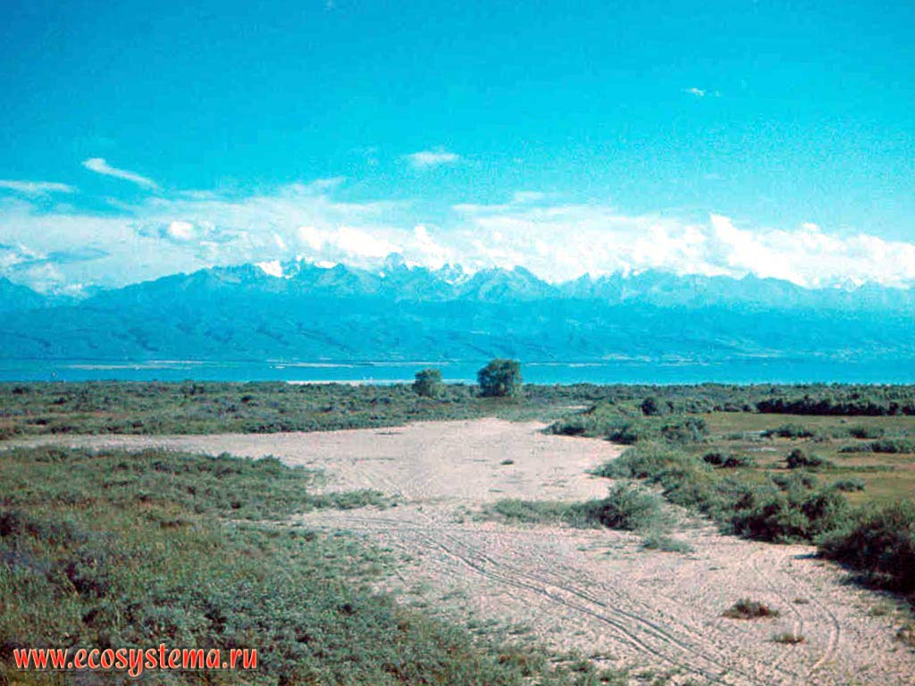 Озеро Иссык-Куль. Вид на горный хребет Кюнгей-Алатоо.
Лугово-кустарниковые ксерофитные растительные сообщества
в озерной котловине