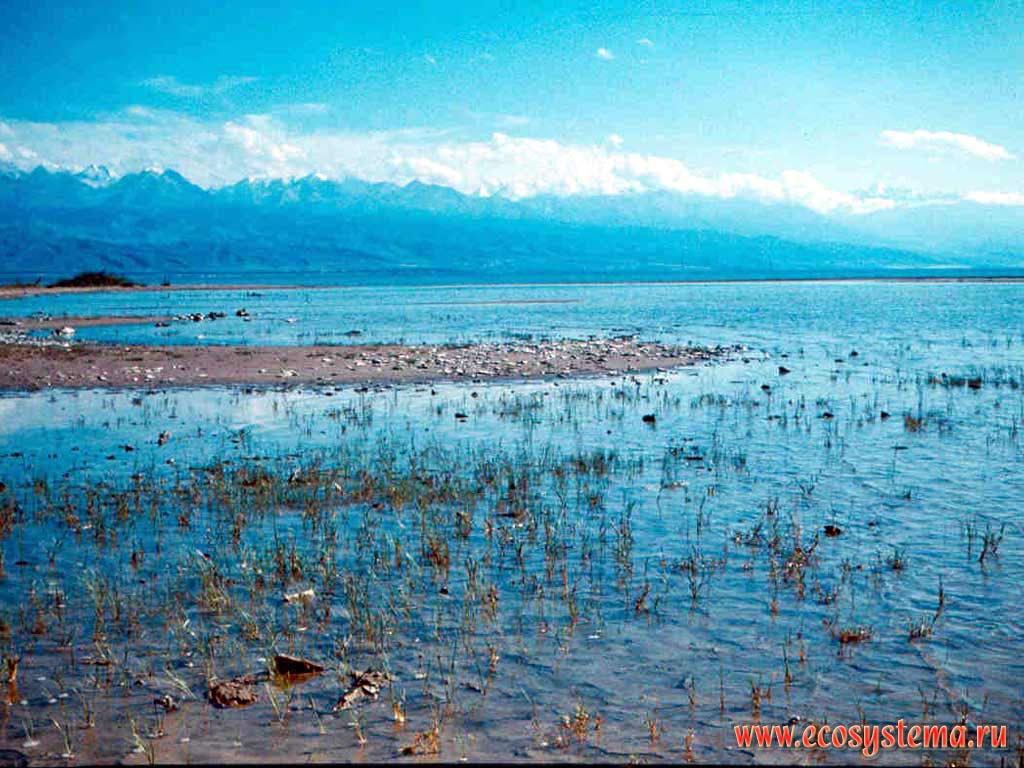 Issyk Kul Lake. View to the Northern Tien-Shan. Sandy beach growing by water vegetation.