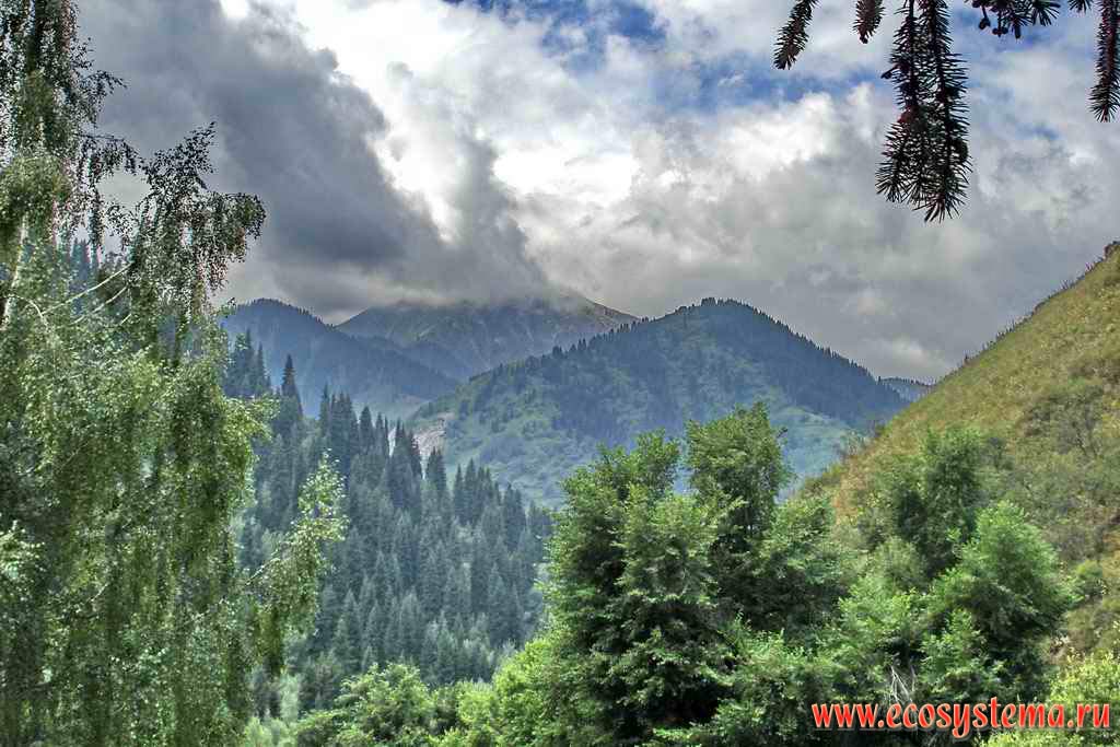 The mountain coniferous forest (taiga) zone. Northern Tien-Shan Mountains, Zailiysky Alatau, near Almaty (Alma-Ata) and Medeo, Kazakhstan