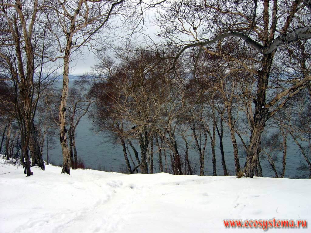 Реликтовый лес каменной березы (мелколиственный) в г.Петропавловск-Камчатский