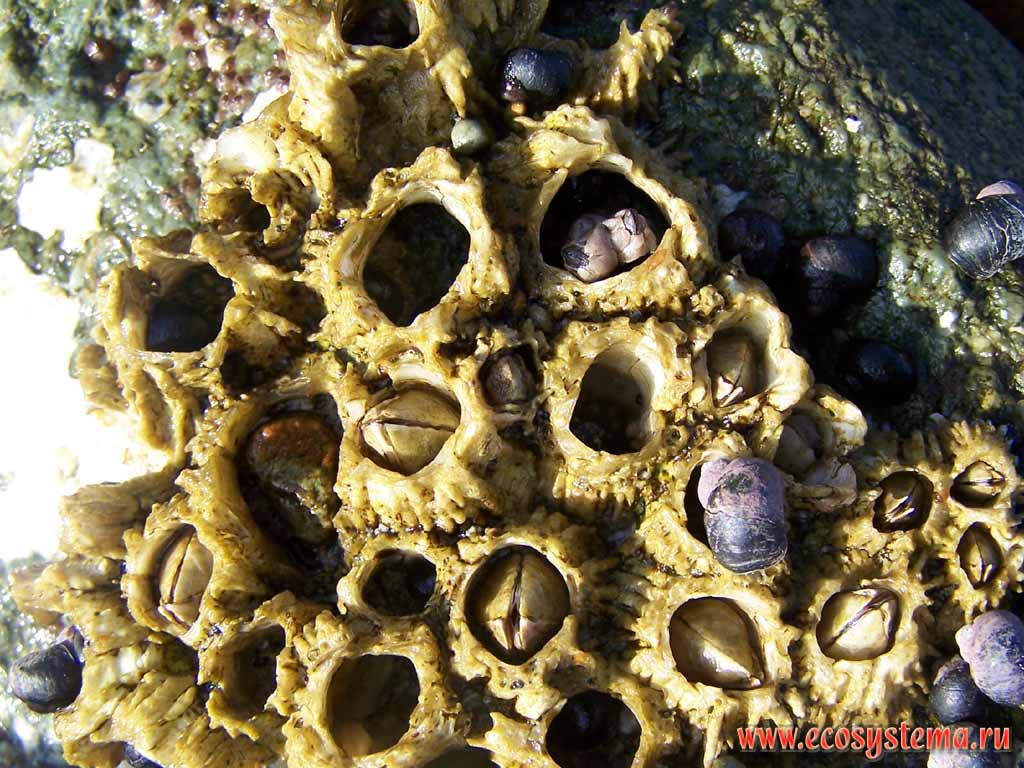 Балянусы, или морские желуди, или морские тюльпаны (Balanus)(отряд Усоногие раки),
и литторины (Littorina)(класс Брюхоногие моллюски) на камнях.
Побережье Тихого океана, бухта Саранная