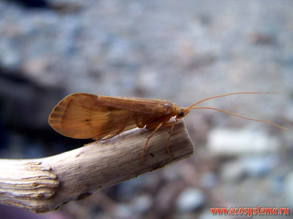 Imago of the caddisfly (from Trichoptera order).
Scoria sediments (pyroclastic material) around the volcano