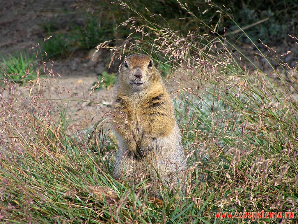 Arctic ground squirrel (Spermophilus parryi = Citellus parryi)