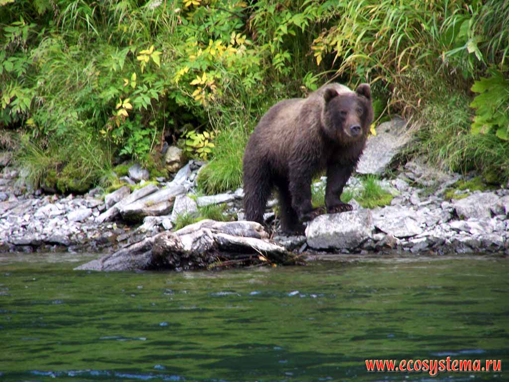The brown bear (Ursus arctos) on the Bistraya river
