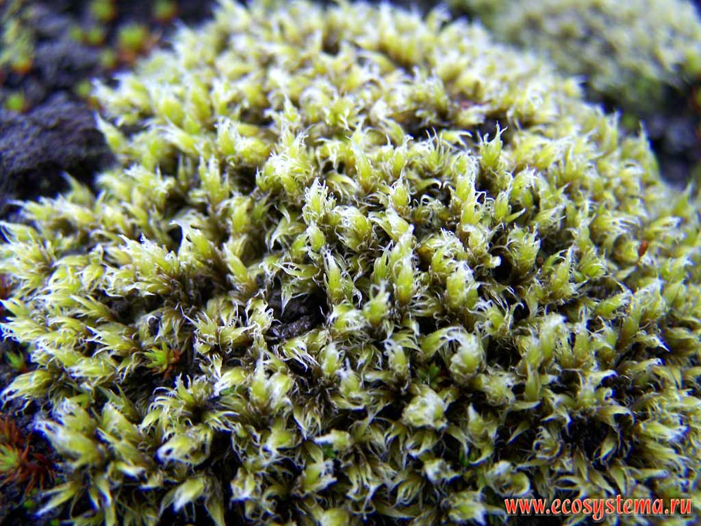 Moss on the lava rock