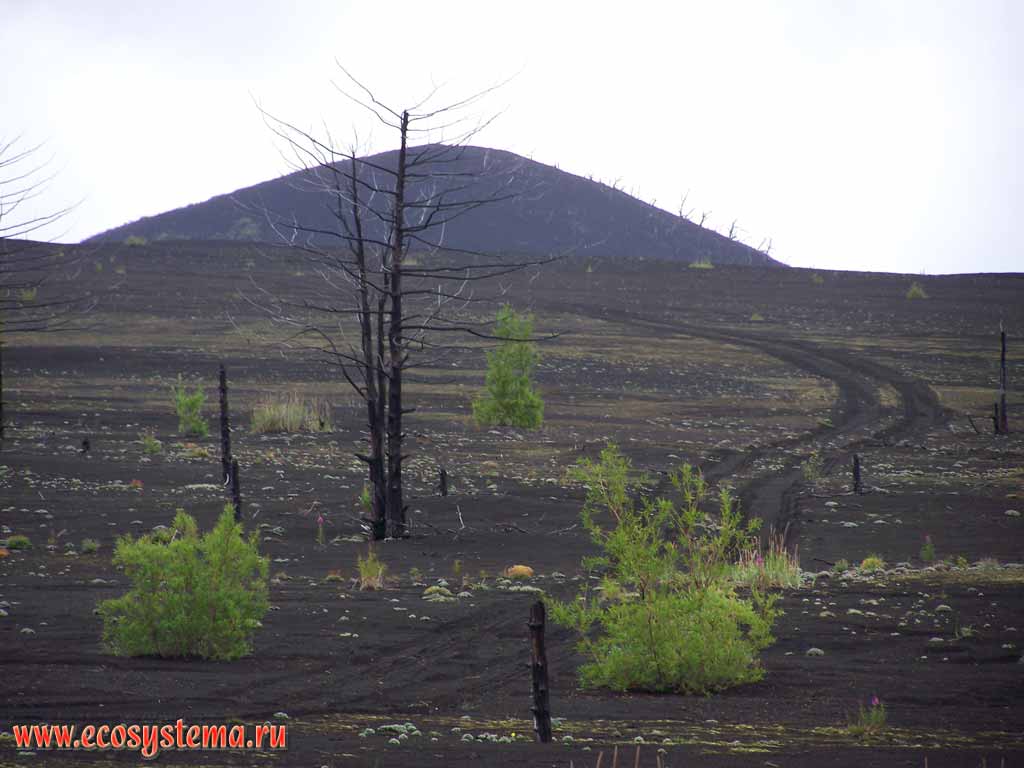 Шлаковые поля вокруг одного из конусов прорыва Толбачика.
Мертвый листевенничный лес, засыпанный пеплом при извержении
Толбачика в 1975-76 гг. (БТТИ)