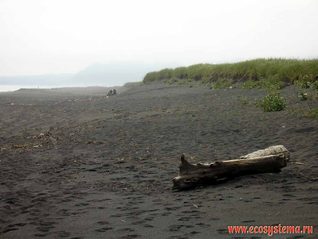 Volcanic sand beach. Halaktyrsky beach, Pacific Ocean coast