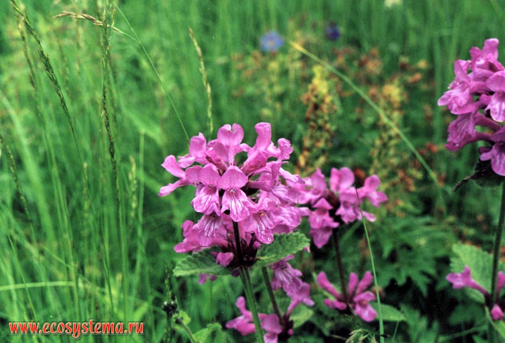 Буквица крупноцветковая (Betonica macrantha K. Koch = В. grandiflora Stev. ex Wild.)