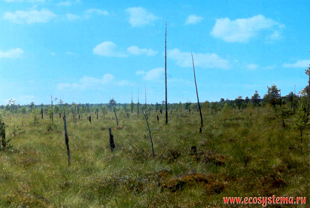 Пушициево-сфагновое верховое болото. Подзона южной тайги, Керженский заповедник, Нижегородская область