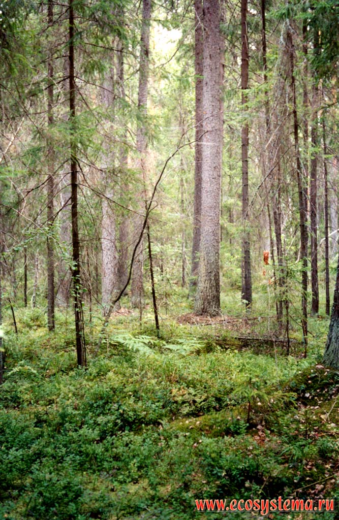 Bilberry-Green mossed community in the spruce forest on the watershed