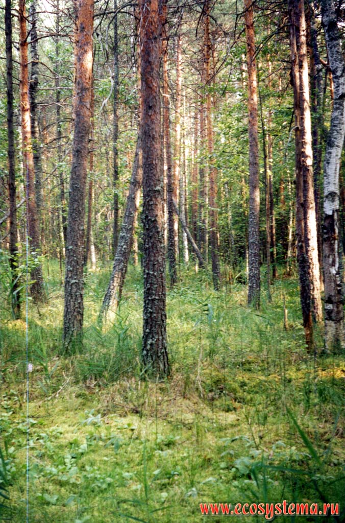 Хвойно мелколиственные. Сосняк осоково-сфагновый. Сосновые лес Керженского заповедника. Сфагновый болота сосняк Марий Эл. Сосняк осоково-разнотравный.