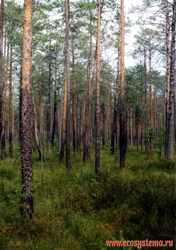 Sphagnum-chamaephytes (Labrador Tea + Cassiope + Leatherleaf) pine forest (forest bog)