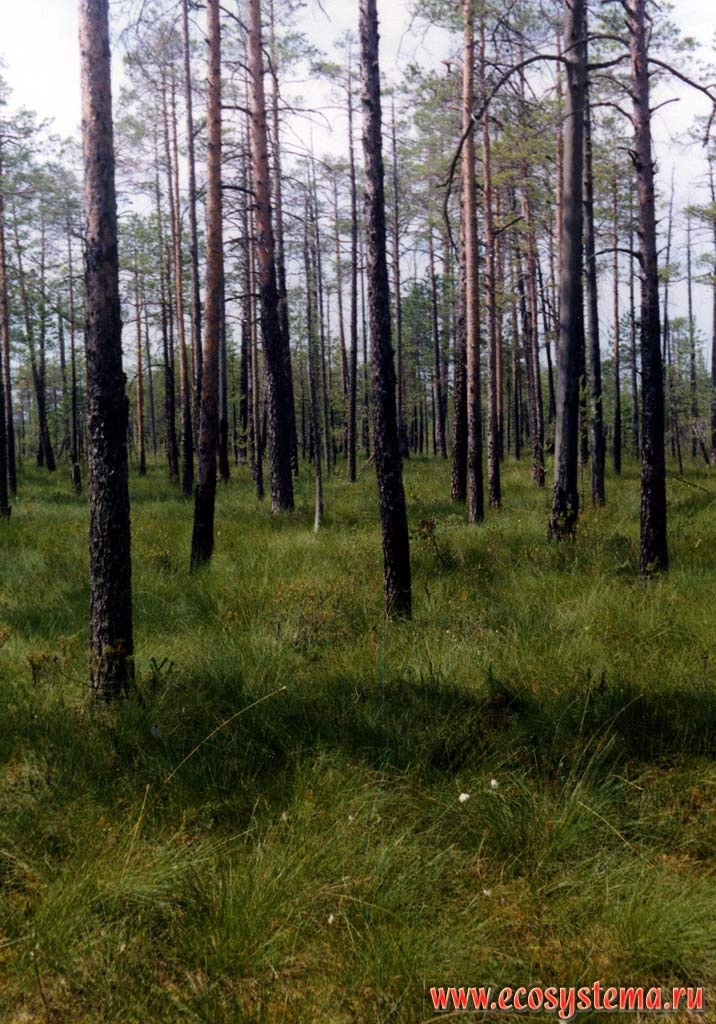 Sphagnum-�otton-grassed pine forest (forest bog)