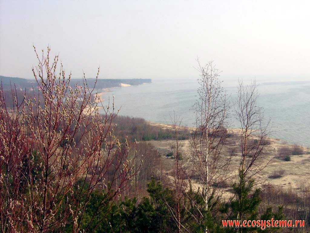 Вид с высоты Эфа (с дюны) на Куршский залив и поселок Морское.
Калининградская область, национальный парк Куршская Коса