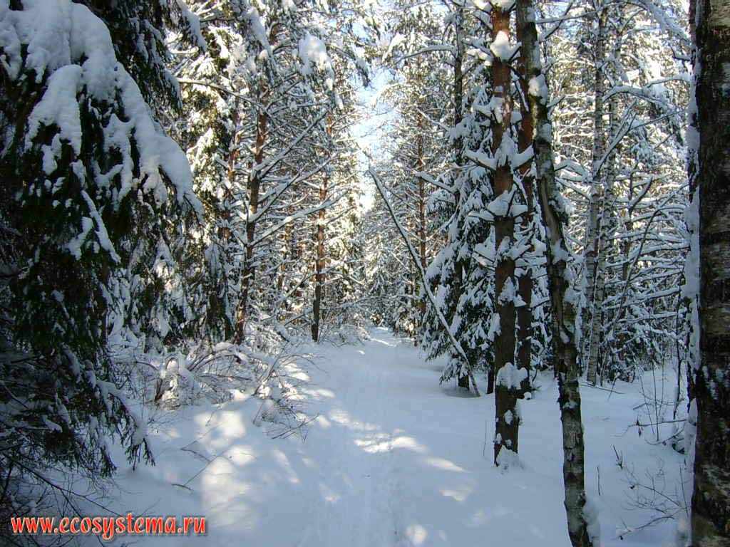 Winter forest. Middleaged pine-birch forest.