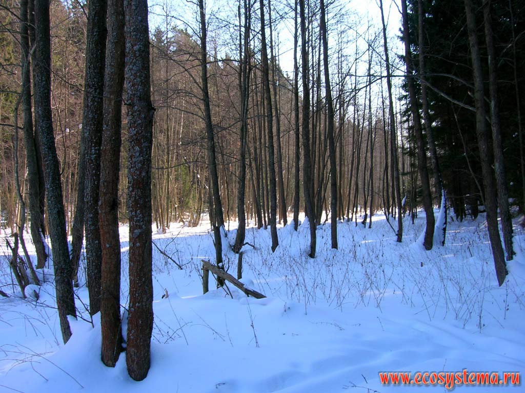 Зимний лес. Черноольшанник (Alnus glutinosa (L.) Gaertn.) в пойме лесного ручья, текущего в балке