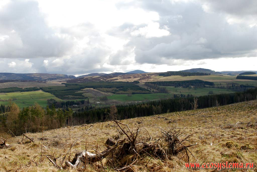 Горный ландшафт Северо-Шотландского нагорья - Грампианские горы с высотами от 500 до 1000 метров над уровнем моря.
Восстановленные (посаженные) леса чередуются с сельскохозяйственными угодьями (пастбищами). Шотландия, Великобритания