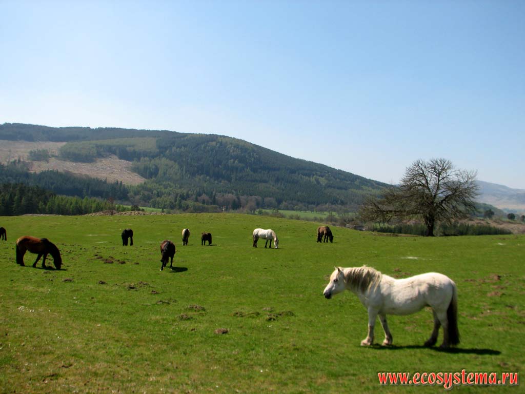 Пастбище и лошади в Грампианских горах. Северо-Шотландское нагорье, Шотландия, Великобритания