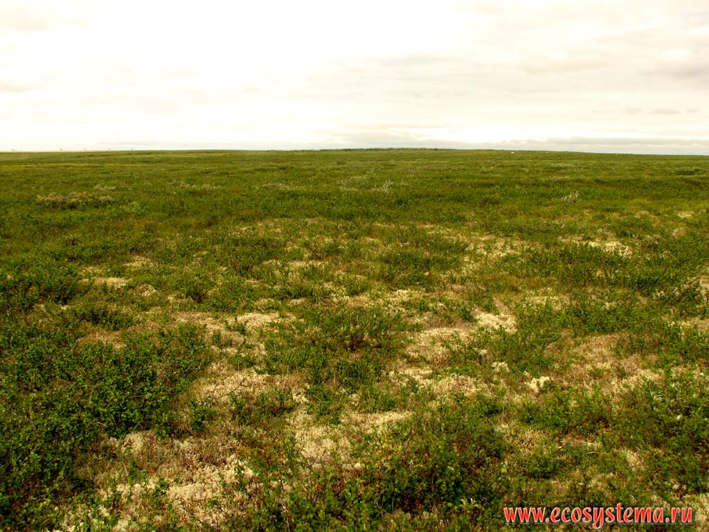Typical shrub-moss-lichen tundra: Labrador Tea (Ledum palustre) + Dwarf birch (Betula nana) communities