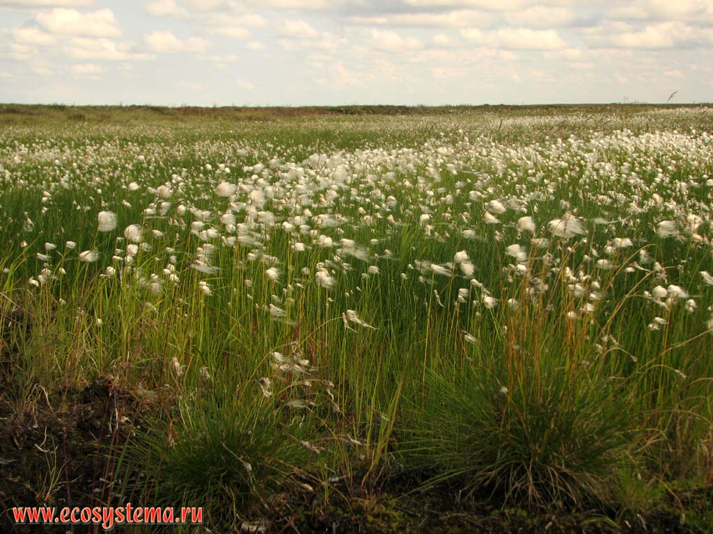 Пушицево-сфагновое (Eriophorum vaginatum) болото на озерной террасе.
Тазовская провинция тундровой зоны, север Западной Сибири