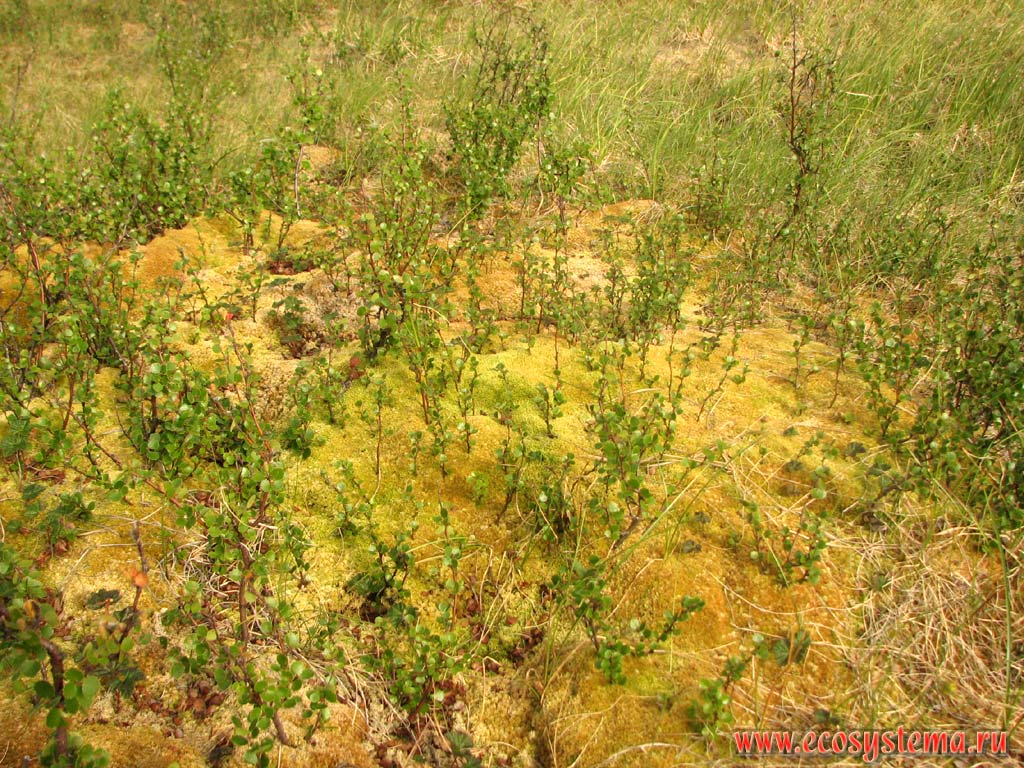 Сфагнум бурый (Sphagnum fuscum) и карликовая береза (Betula nana) на пухоносово-сфагновом болоте