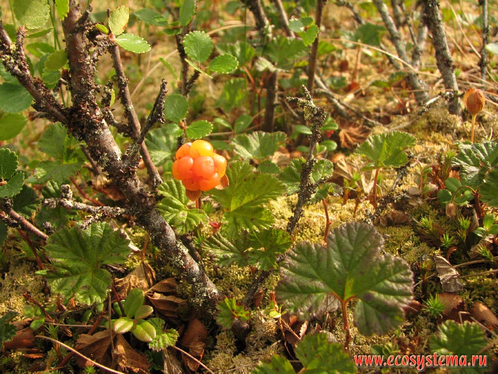 Cloudberry (Rubus chamaemorus) on the Sphagnum bog