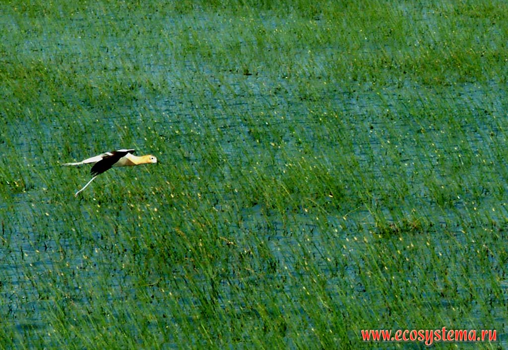 American avocet (Recurvirosta americana) above paddy-fields in Texas
