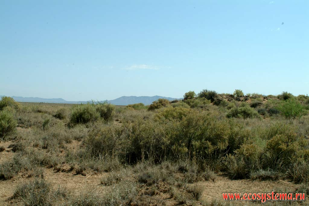 Ксерофитная (суккулентная) растительность в полупустыне. Вдали - плато Колорадо.
Окрестности Тусона, или Таксона, штат Аризона. Зона степей и пустынь предгорий Кордильер Юго-запада США