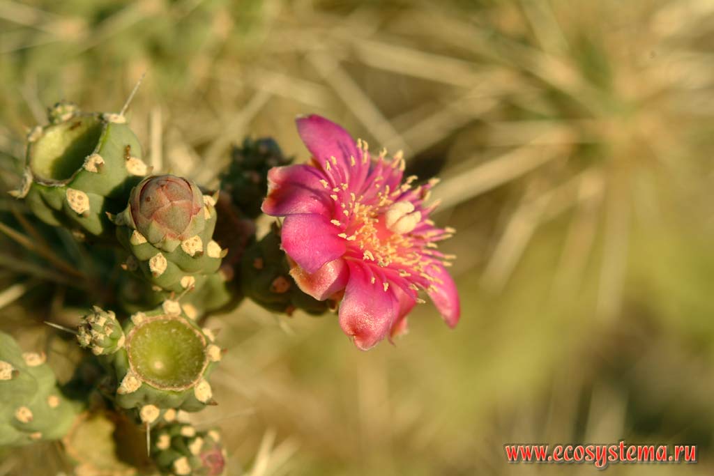 Flowering cacrus in the mountains near Tucson, Arizona