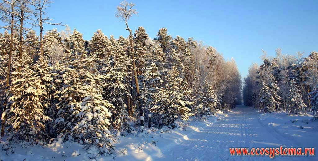Pine forest in winter. Suburbs of the Nefteugansk city