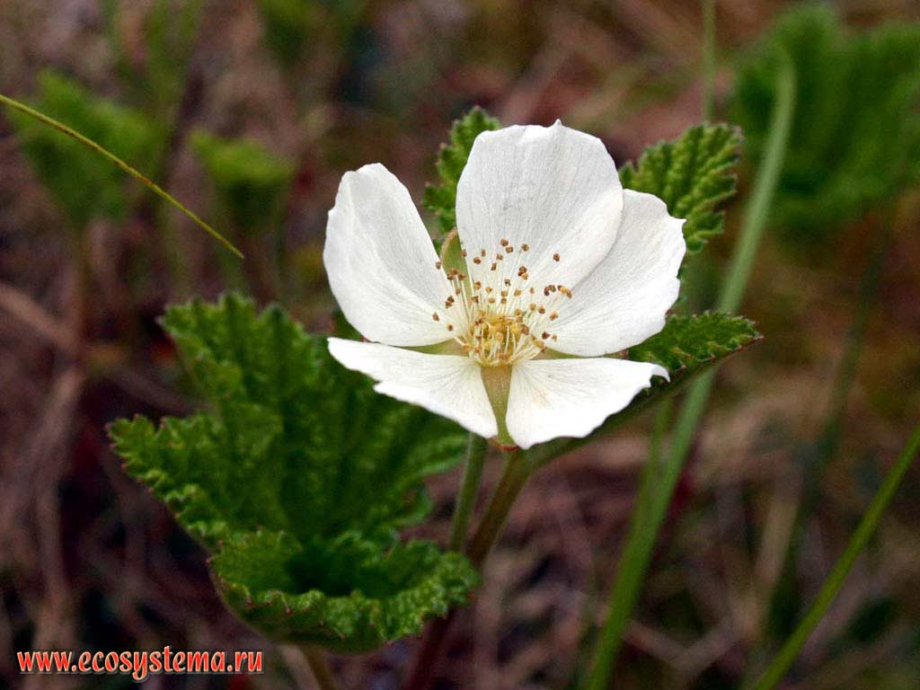 Rubus chamaemorus - �loudberry
