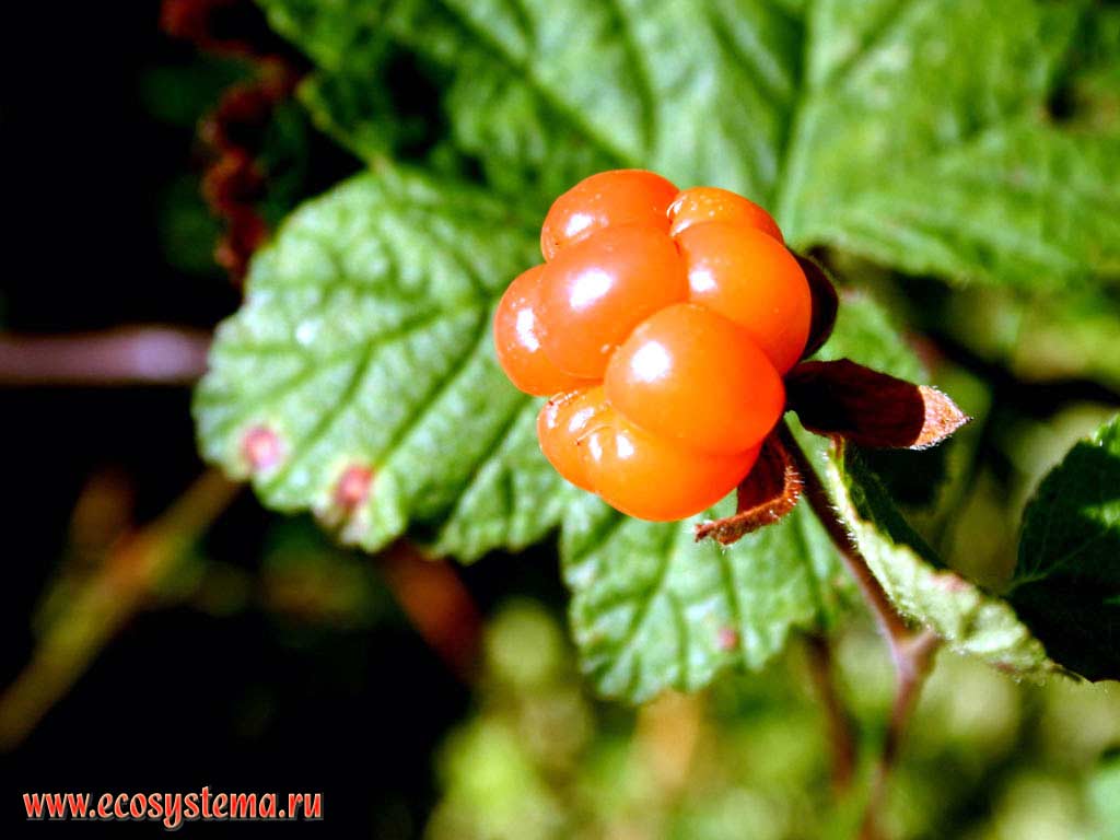 Морошка - Rubus chamaemorus