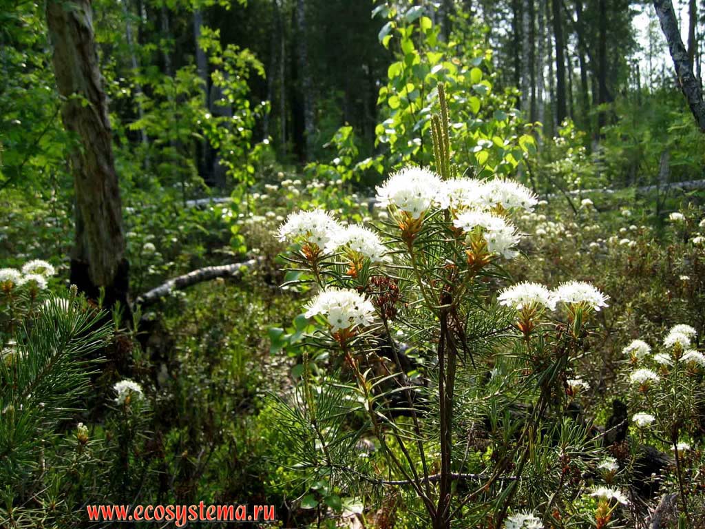Багульник болотный - Ledum palustre