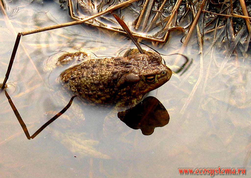 Bufo bufo - Common Toad