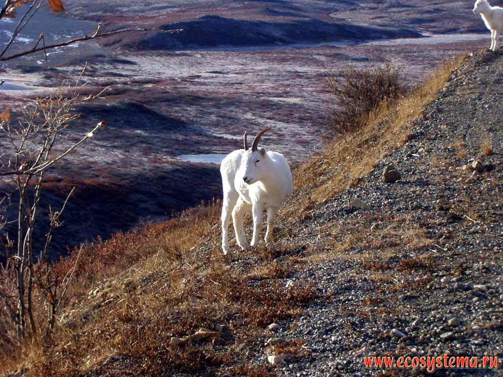 Snow (white) goats (Oreamnos americanus)