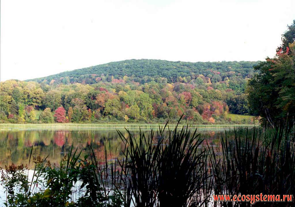 Широколиственные леса и озеро в холмах штата Коннектикут. Горная система Аппалачей, Североамериканский Восток, США