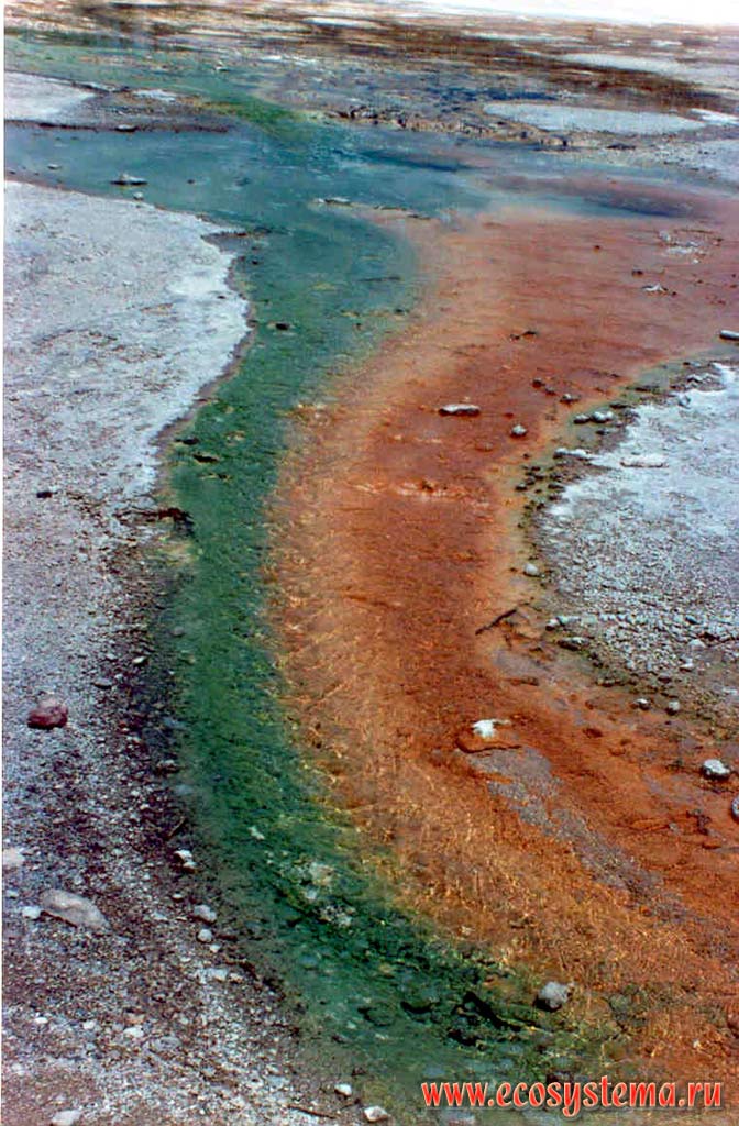 Бактериальные горизонты и отложения гейзерита и травертина на краю гейзерной ямы (озера).
Йеллоустонский национальный парк. Горный Запад Северной Америки, Кордильеры северо-запада США, Скалистые горы, штат Вайоминг