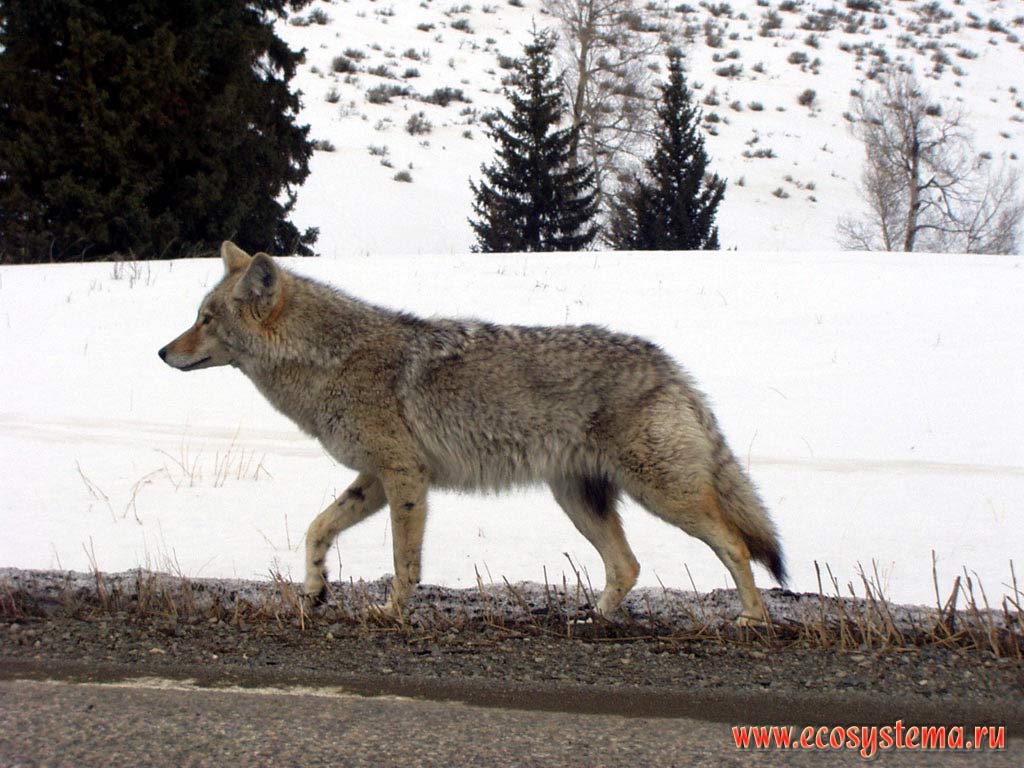 Койот, или североамериканский луговой волк (Canis latrans)