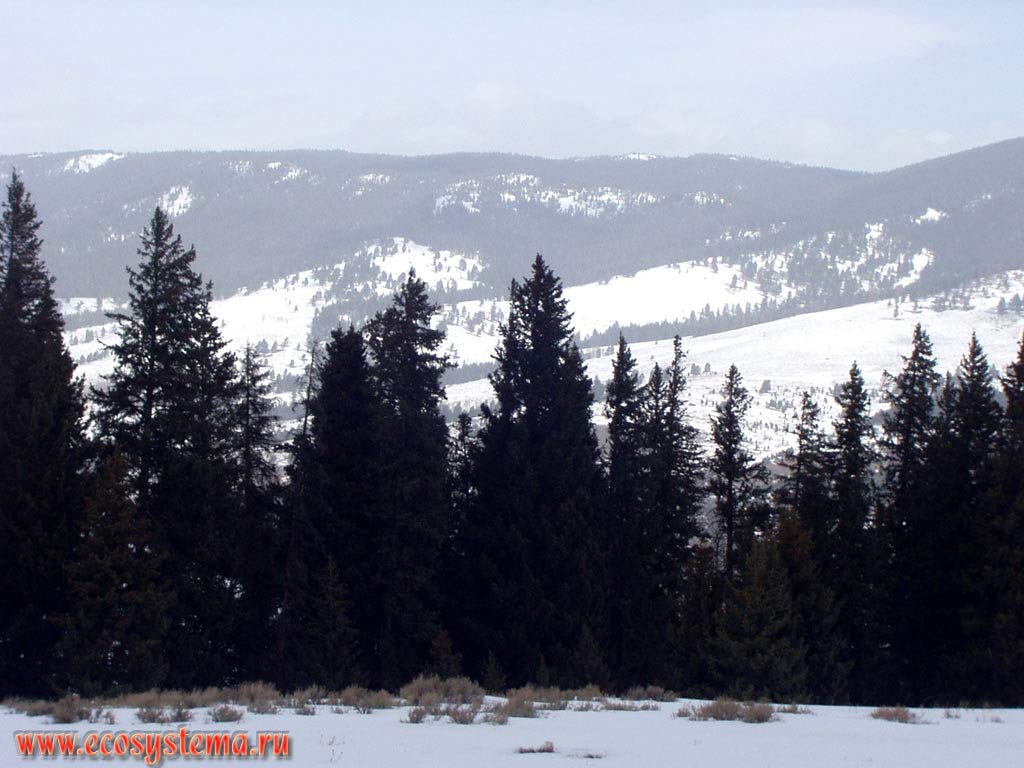 Темнохвойные леса зимой в Скалистых горах. Высоты - около 2300 м н.у.м.
Йеллоустоунский национальный парк. Горный Запад Северной Америки, Кордильеры северо-запада США, Скалистые горы, штат Монтана