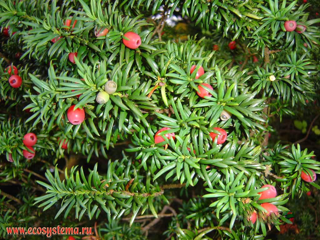 Тисс ягодный, или обыкновенный (Taxus baccata) с шишкоягодами
(класс Хвойные - Pinopsida, семейство Тиссовые - Тахасеа)