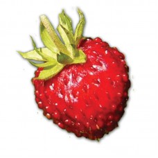 Компьютерный определитель ягод и других дикорастущих сочных плодов России (на компакт-диске для PC)