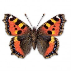 Компьютерный определитель бабочек