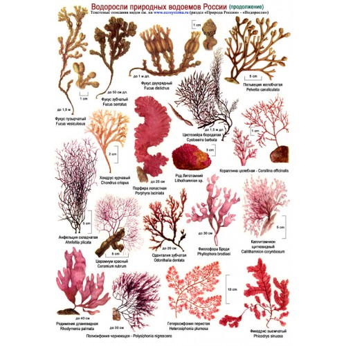 Водоросли россии. Виды водорослей названия. Видовое название водорослей. Водоросли картинки с названиями. Красные водоросли и их названия.