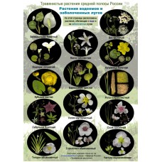 Цветы водоемов и болот (травянистые растения водоемов и заболоченных лугов). Ламинированная определительная таблица. 