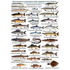 Пресноводные и проходные рыбы. Ламинированная определительная таблица