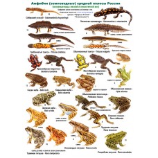 Амфибии и рептилии. Ламинированная определительная таблица