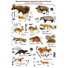 Млекопитающие и следы их жизнедеятельности. Ламинированная определительная таблица.